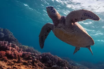 Zelfklevend Fotobehang Schildpad Schildpad in de zee