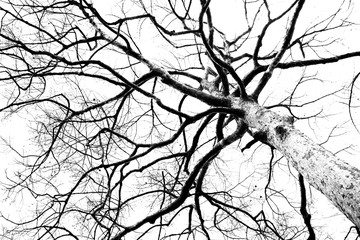 Dead tree - black and white