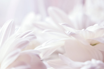 beautiful white daisy flower