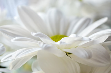 Fototapeta na wymiar beautiful white daisy flower