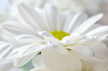 Obraz na płótnie Canvas beautiful white daisy flower