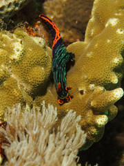 Green-lined Nembrotha - Nudibranch