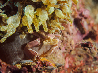 Porcelain crab-Neopetrolisthes oshimai, 3cm on the anemone