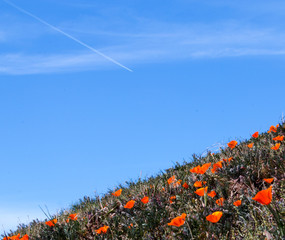 Hill of California Golden Poppies during spring in the southern California's high desert between Lancaster, Palmdale, and Quartz Hill