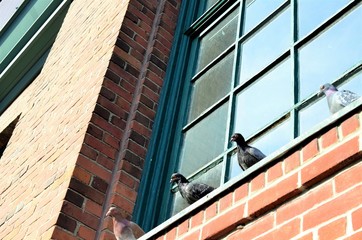 four birds lined up against the window