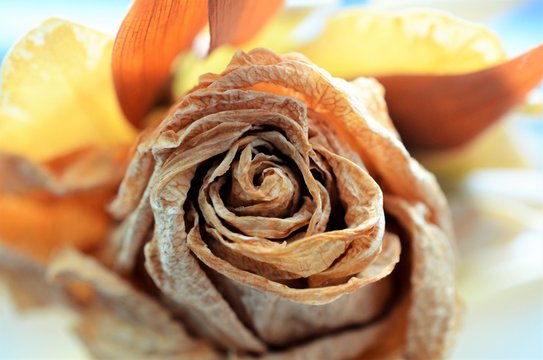 dried rose