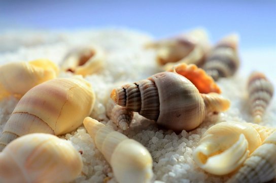 sea shells