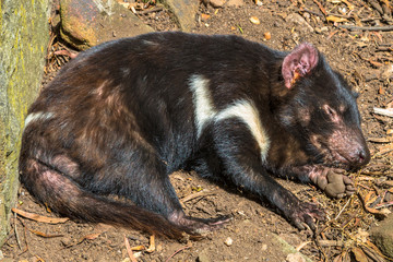 Tasmanian Devil sleeping