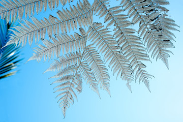 Silver fern fronds.The fern is known as the Silver Fern because of the white appearance.