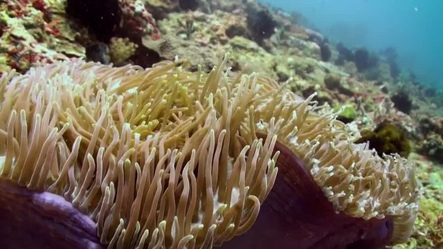 The clownfish swim around and inside anemones in reef. Amazing, beautiful underwater world Bali Indonesia and  life of its inhabitants, creatures and diving, travels with them. 
