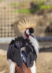 Fototapeta premium Grey Crowned Crane (Balearica regulorum)