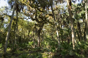 Trees covered with moss in tropical Florida