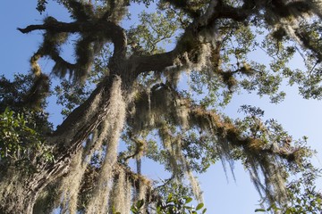 Spanish moss dangling from tree branches with blue sky background