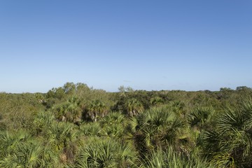Fototapeta na wymiar Bird's eye view of palm tree forest