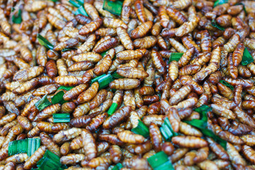 Fried insects