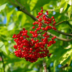 Red berries of  elderberry on branch and green sheet.