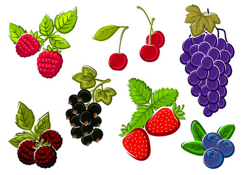 Isolated garden and wild berries fruits