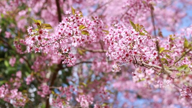 Prunus cerasoides, pink flower blooming with wind blowing