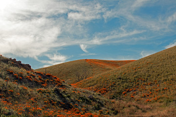 Naklejka premium California Golden Poppies wiosną na wysokiej pustyni południowej Kalifornii między Lancaster, Palmdale i Quartz Hill