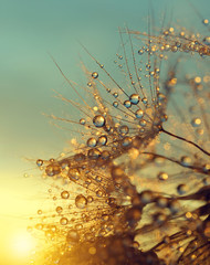 Obraz premium Zroszony dandelion kwiat przy wschodu słońca zakończeniem up. Naturalne tło.