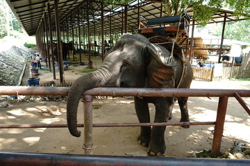 Elephant in Thailand Elephant Conservation center, Lampang