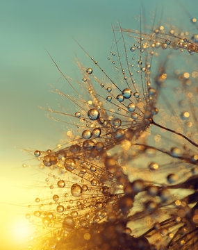 Fototapeta Dewy dandelion flower at sunrise close up. Natural backgrounds.