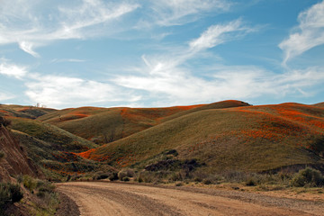 Fototapeta premium California Golden Poppies along a remote dirt road in the high desert hills of Antelope Valley of southern California USA between Palmdale, Lancaster, and Quartz Hill