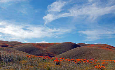 Obraz premium California Golden Poppies during spring in the southern California's high desert between Lancaster, Palmdale, and Quartz Hill