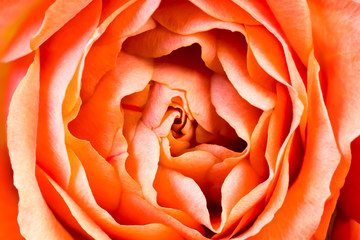 Beautiful rose close-up, large size