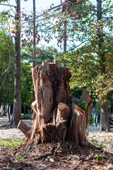 Fototapeta na wymiar Stump tree in nature place