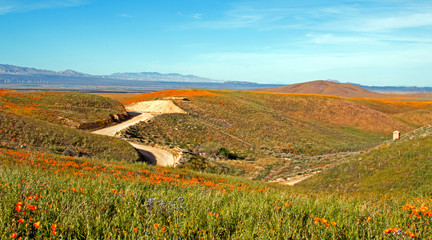 Fototapeta premium California Golden Poppies along a remote dirt road in the high desert hills of Antelope Valley of southern California USA between Palmdale, Lancaster, and Quartz Hill