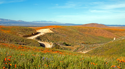 Naklejka premium California Golden Poppies along a remote dirt road in the high desert hills of Antelope Valley of southern California USA between Palmdale, Lancaster, and Quartz Hill