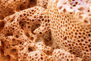 Honeycomb