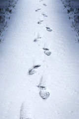 The footprints in the snow