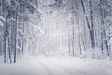 Snowy forest with a road track