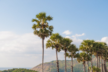 Fototapeta premium palm trees on the beach