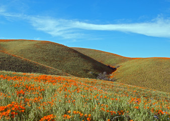 Naklejka premium California Golden Poppies during spring in the southern California's high desert between Lancaster, Palmdale, and Quartz Hill