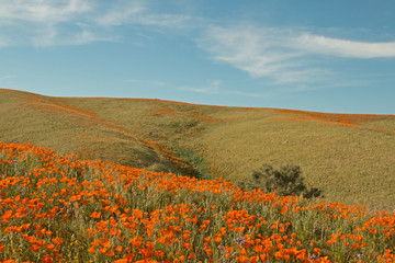 California Golden Poppies during spring in the southern California's high desert between Lancaster, Palmdale, and Quartz Hill