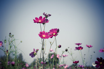 pink cosmos flower on sky background. vintage style process