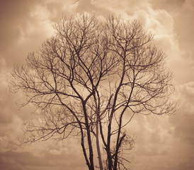 Tree is not leaves and branch of dead tree with dark cloud sky