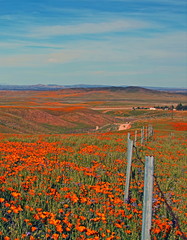 California Golden Poppies during springtime in the high desert of southern California near Lancaster CA