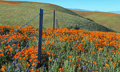 Fototapeta premium California Golden Poppies during spring in the southern California's high desert between Lancaster, Palmdale, and Quartz Hill