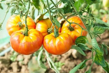 tomates bio en train de murir dans une serre