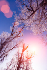 Branches of trees covered with hoarfrost against the sky