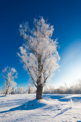 Tree in the snow in the foreground against a background of snowy forest and sky