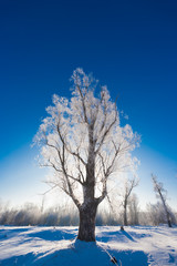 Tree in the snow in the foreground against a background of snowy forest and sky