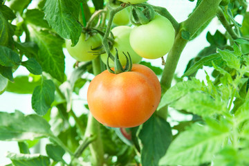 tomates bio en train de murir dans une serre