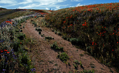 California Golden Poppies and purple sage along a remote dirt road in the high desert hills of Antelope Valley of southern California USA between Palmdale, Lancaster, and Quartz Hill