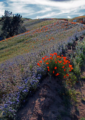 California Golden Poppies and purple sage along a remote dirt road in the high desert hills of Antelope Valley of southern California USA between Palmdale, Lancaster, and Quartz Hill