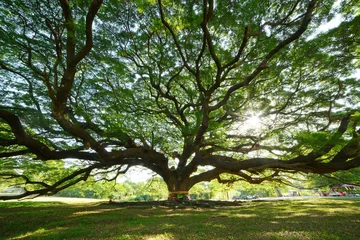 Tuinposter grote boom © porbital